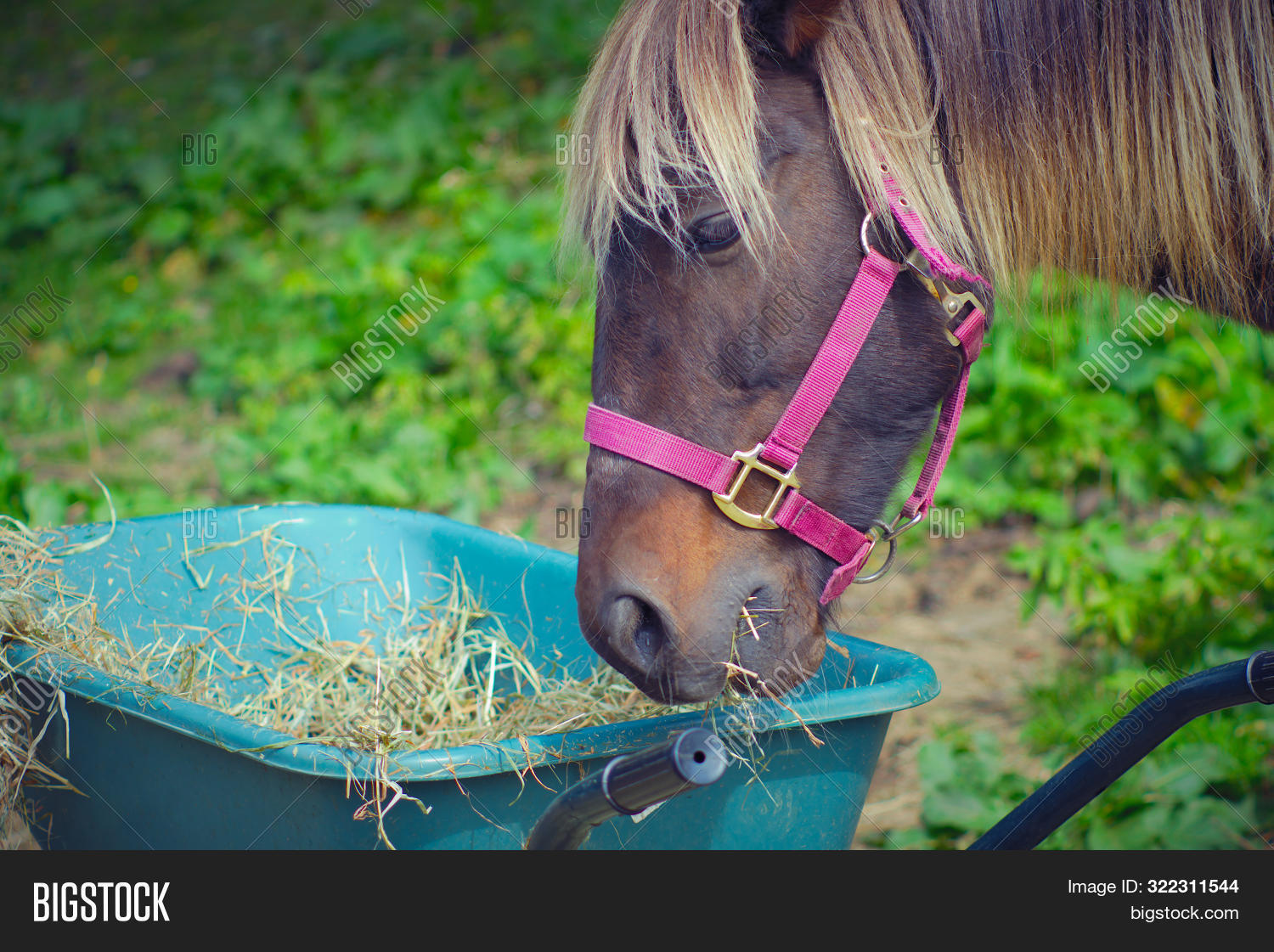 Horse Eating Grass Image & Photo (Free Trial) Bigstock