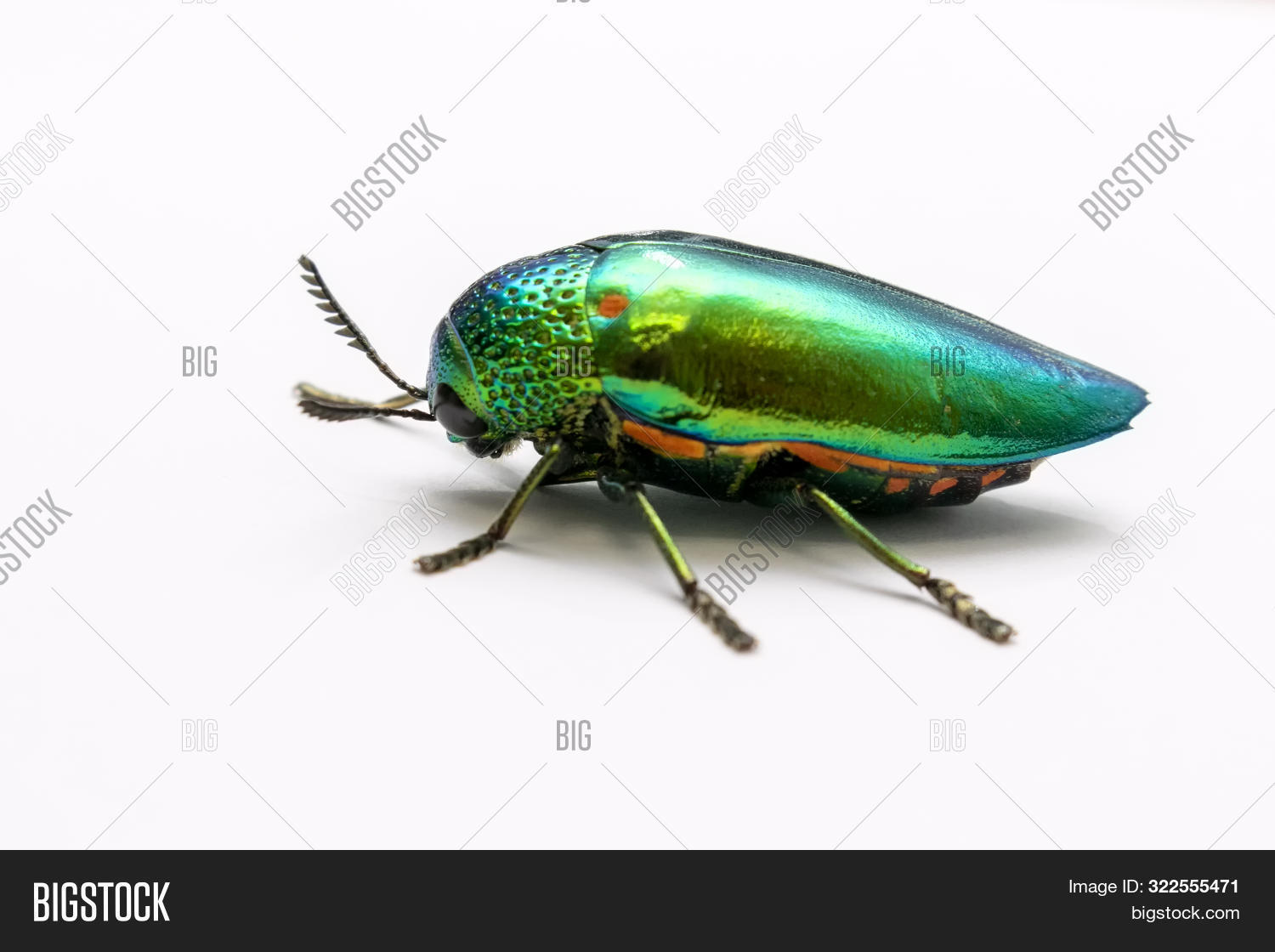 Buprestidae Sternocera Orissa MoF - Namibia Jewel Beetle Africa Beetle 