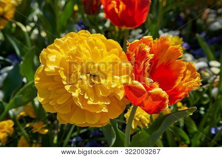 Two Tulips Of Different Types, Peony Tulip Yellow Pomponette And Terry Tulip, Close Up