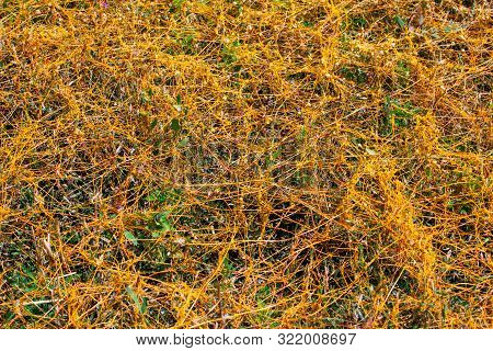 Dodder Genus Cuscuta Is The Parasite Wraps The Stems Of Plant Cultures With Yellow Threads And Sucks