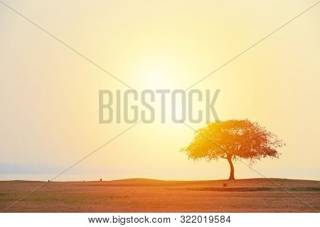 One Tree Field, Image & Photo (Free Trial) | Bigstock