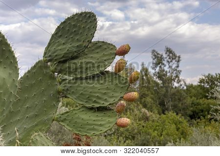 Edible Cactus - Prickly Pear (opuntia) With Fruits Grows In A Mountainous Area Close-up.