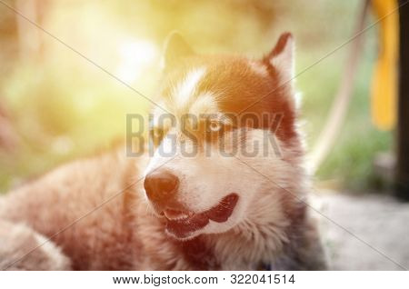 Arctic Malamute With Blue Eyes Muzzle Portrait Close Up. This Is A Fairly Large Dog Native Type