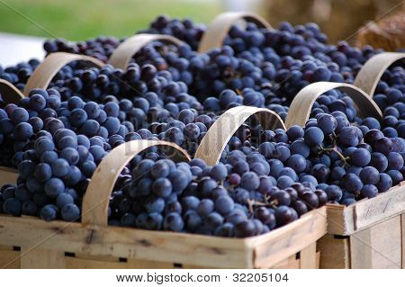 Kurve fulde af Concord druer i rækken