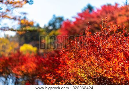 Close-up Enkianthus ( Dodan-tsutsuji ) Fall Foliage In Sunny Day. Beautiful Autumn Landscape Backgro