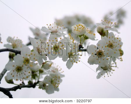 흰 꽃