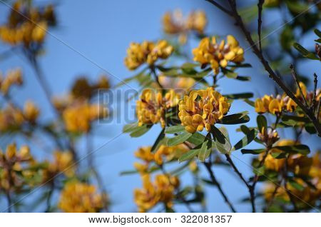 Yellow Flowers Of The Australian Native Large Leaf Bush Pea, Pultenaea Daphnoides, Family Fabaceae. 