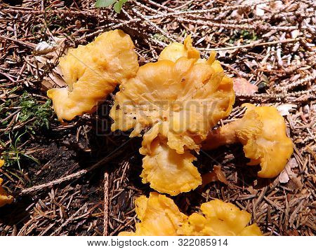 Golden Chanterelle (cantharellus Cibarius, Girolle)  Yellow Edible Mushroom, Fungus In The Natural,