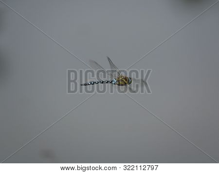 Male Migrant Hawker Dragonfly (aeshna Mixta) In Flight Above Pond