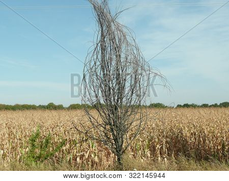A Tree With Dry Branches Among A Cornfield.