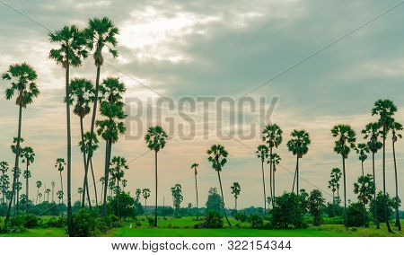Sugar Palm Tree And Rice Field In Thailand With Beautiful Sunset Sky. Beautiful Pattern Of Sugar Par