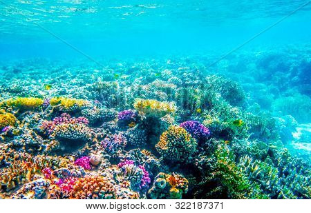 Beautifiul underwater seascape with tropical fish and coral reefs