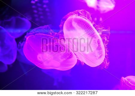 Moon Jellyfish (aurelia Aurita) In The Aquarium.