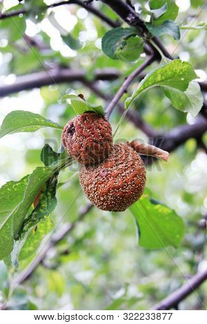 Monilia. Apples Infected By Fungal Disease Monilia Fructigena In Orchard. Spoilage Harvest. Two Rott