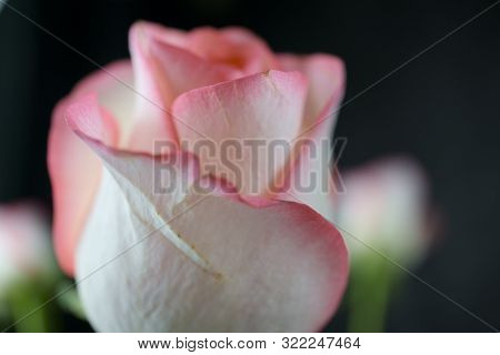 Close Up View Of A Beautiful Rose. Macro Image Of Beautiful Rose On Dark Background