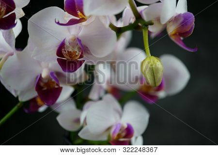 Macro View Of A Beautiful White Orchid On Dark Background. Phalaenopsis Orchid