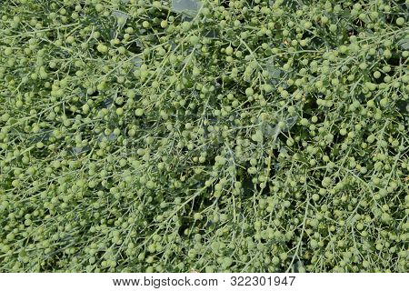 Green Fruits Of Seaside Katran. Crambe Maritima A Plant On The Shores Of The Azov And Black Seas.
