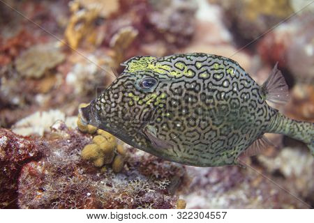 Honeycomb Cowfish