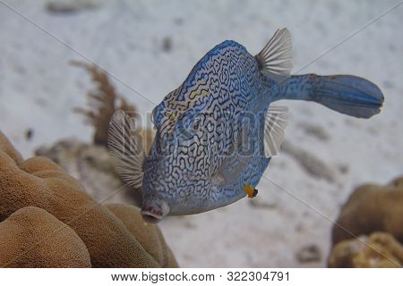 Honeycomb Cowfish