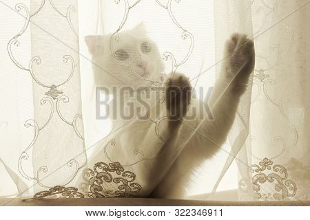 White cute cat with blue eyes playing with 
 the tulle curtain