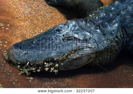 Aligátor Sunning