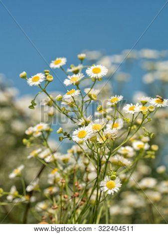 Prairie Fleabane flowering against blue summer sky