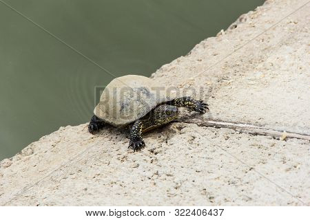 Swamp Turtle Creeping Image & Photo (Free Trial) | Bigstock
