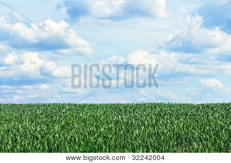 녹색 잔디를 통해 하늘 보기