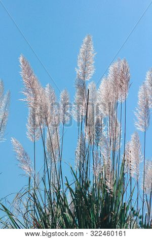 Saccharum Spontaneum L.  Or Another Name Called Dok Lao.
