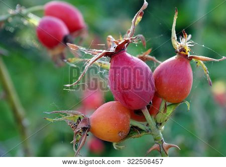 Ripe Rosehip Berries. Dog-rose. Cold And Flu Remedy