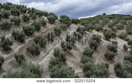Olive Trees Growing On Huge Olive Trees Plantation On Hills In Andalusia, Cordoba, Jaen, Malaga, Spa