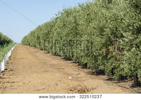 Young Olive Trees Growing On Huge Olive Trees Plantation In Andalusia, Cordoba, Jaen, Malaga, Spain