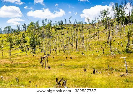 Healing Nature In National Park Lure, Albania After Deforesting And Fires