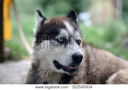 Arctic Malamute With Blue Eyes Muzzle Portrait Close Up. This Is A Fairly Large Dog Native Type