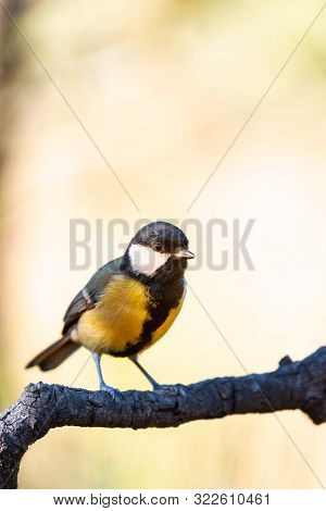 Great Tit Or Parus Major Perched On A Tree Trunk In A Field