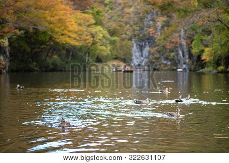 Geibi Gorge ( Geibikei ) Autumn Foliage Scenery View In Sunny Day. Many Wild Ducks In The Gorge And 