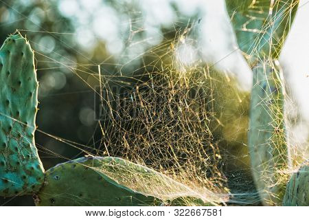 Close-up Of Opuntia Cactus Species With Spider Web. Beautiful Sunset Landscape Of The South Of Italy