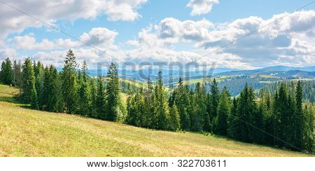 Coniferous Forest On The Grassy Hill. Great Panoramic View In To The Distant Gorgany Ridge. Wonderfu