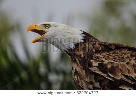 Bald Eagle (haliaeetus Leucophalus)