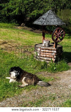 Playful Dog And A Fountain On The Shore Of The Red Lake (also Known As Lake Ghilcoş Or The Killer La
