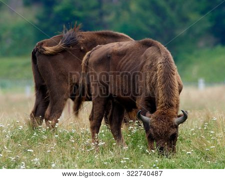 small herd of European bison (Bison bonasus), also known as Wisent or the European wood bison grazing