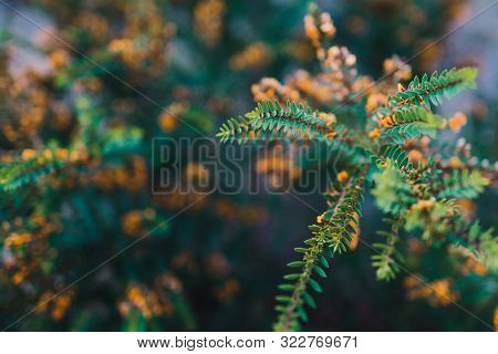 Eutaxia Obovata (also Called Egg And Bacon Plant) With Green Spiky Leaves And Yellow Flowers