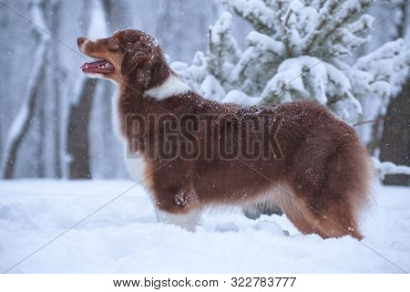 Australian Shepherd Breed Dog (aussi) Stands Obediently On Snow In Forest