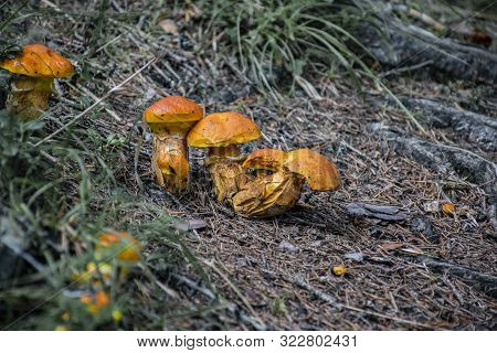 Three Small Mushrooms From Tyrol Under The Tree