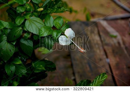 Single White China Rose ( Hibiscus Rosasinensis ) Also Known As Chinese Hibiscus And Shoeblack Plant