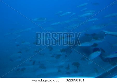 Beautiful Quiet Calm Undersea World With Fish Living In The Atlantic Ocean
