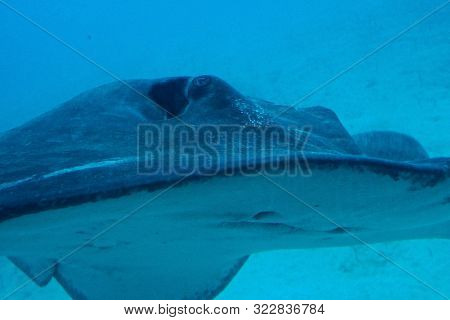 Beautiful Quiet Calm Undersea World With Fish Living In The Atlantic Ocean
