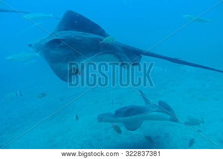 Beautiful Quiet Calm Undersea World With Fish Living In The Atlantic Ocean