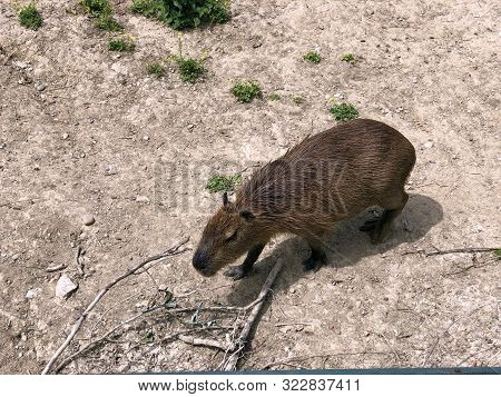 The Capybara (hydrochoerus Hydrochaeris), Carpincho, Kapibara Ili Vodenprase