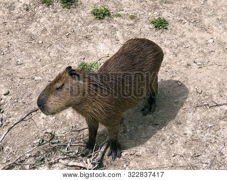 The Capybara (hydrochoerus Hydrochaeris), Carpincho, Kapibara Ili Vodenprase